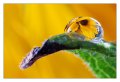 07 - girasole